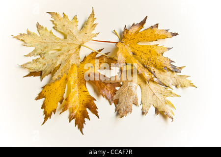 Nass und regnerisch Herbstlaub in natürlichem Licht auf weißem Hintergrund Stockfoto