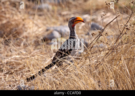 Südlichen Yellowbilled hornbill Stockfoto