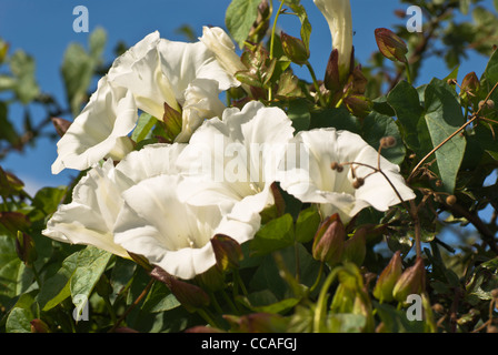 Pflanze, Wiesenblumen, Hedge Bind Unkraut, weiße Blumen Stockfoto