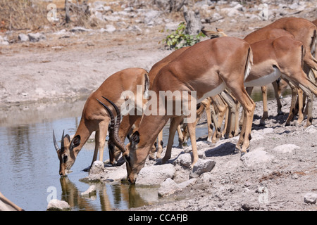 Schwarz konfrontiert Impala Herde trinken Stockfoto