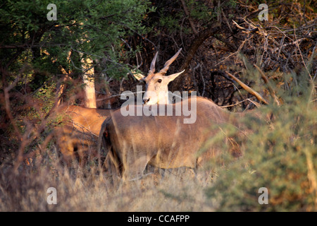 Gemeinsame Eland in Waldlichtung Stockfoto