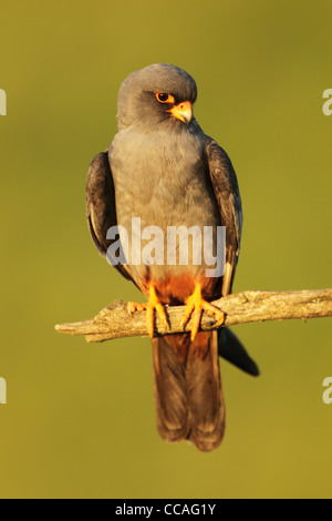 Männliche Red-footed Falcon Falco Vesperuinus thront auf einem Ast Stockfoto