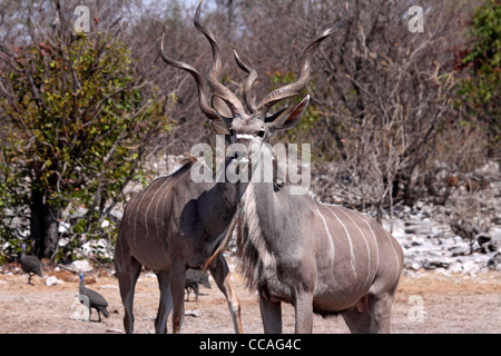 Größere Kudu Bullen Stockfoto