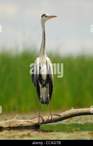 Erwachsenen Graureiher (Ardea Cinerea) stehend auf Protokoll über Wasser. Vorderansicht mit Kopf hielt hoch zeigt Hals bei voller Streckung. Stockfoto