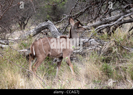 Größere Kudu Kuh im Wald Lichtung Stockfoto