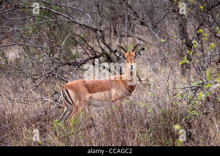 Impala Ram am Rande des Waldes in Südafrika Stockfoto