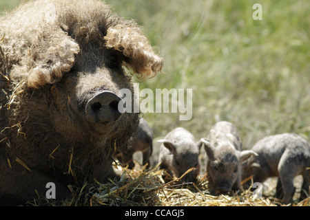 Langhaarige Mangalica-Schwein, Sau mit Ferkeln. Eine seltene Rasse. Stockfoto