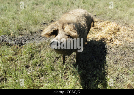 Langhaarige Mangalica Schwein Sau. eine seltene Rasse. Stockfoto