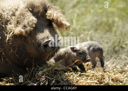 Langhaarige Mangalica-Schwein, Sau mit Ferkeln. Eine seltene Rasse. Stockfoto