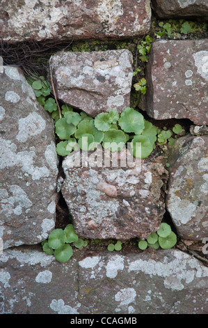 wilde Pflanzen wachsen in den Gelenken der Steinmauer hautnah Stockfoto