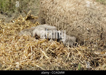 Langhaarige Mangalica-Schwein, Ferkel ruht neben Sau. Stockfoto