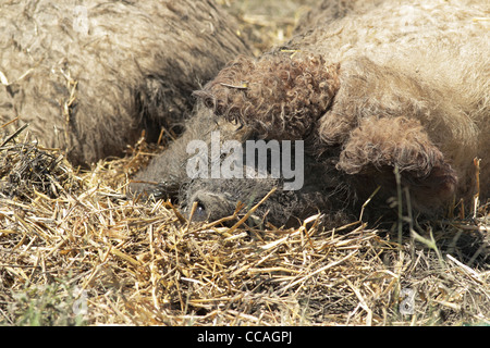 Langhaarige Mangalica-Schwein-Sau Stockfoto