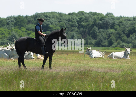 Ungarischen Hirten reitet sein Pferd unter eine Rinderherde grau Stockfoto