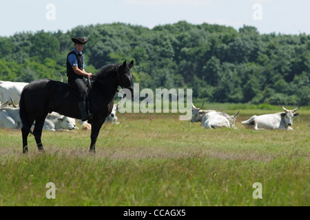 Ungarischen Hirten reitet sein Pferd unter eine Herde von ungarischen Grauvieh. Stockfoto