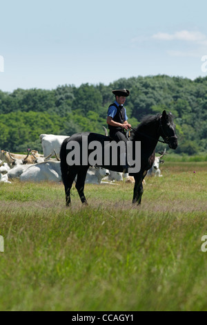 Ungarischen Hirten reitet sein Pferd unter eine Rinderherde grau. Stockfoto