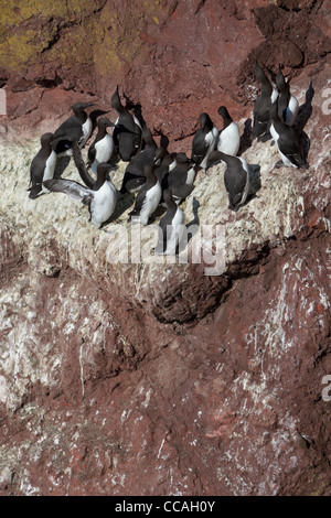 Trottellumme (Uria Aalge) in Felswand Stockfoto