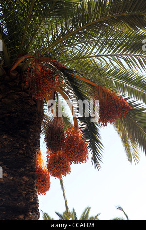 Eine Nahaufnahme von einer Palme Phoenix Dactylifera Stockfoto