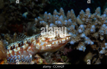 Eidechsenfisch und Korallenriff Stockfoto