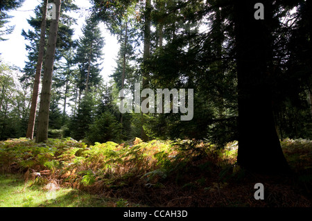 Eine Mischung aus Douglasien und Redwoods auf der "Tall Trees Trail" in der New Forest National Park, England. Stockfoto