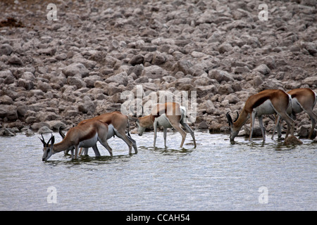 Springbok Herde trinken am Wasserloch Stockfoto