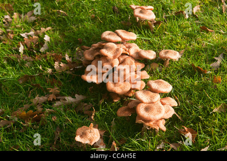 Büschel von Armillaria Mellea Hallimasch wächst Gras, UK Stockfoto