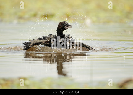 Pygmy Kormoran (Phalacrocorax Pygmeus) Baden in einem Pool mit Wassertropfen Kaskadierung alle um ihn herum. Stockfoto