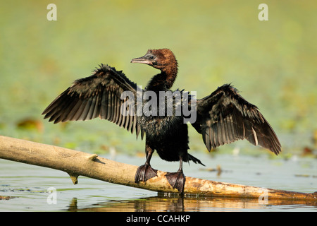 Pygmy Kormoran (Phalacrocorax Pygmeus) thront auf kleinen Zweig Stockfoto