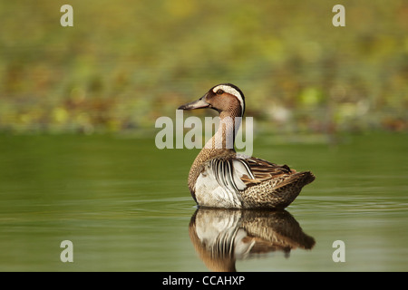 Garganey (Anas Querquedula) auf dem grünen Wasser schwimmen Stockfoto