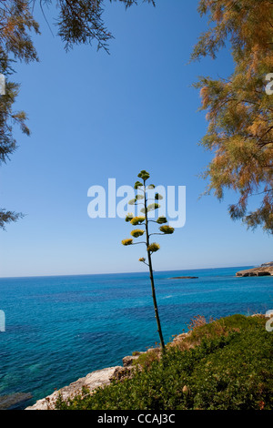 Einsamer Baum am Meer in Kefalonia, Griechenland Stockfoto