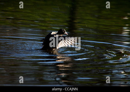 eine Ente auf dem Wasser Stockfoto