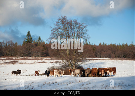 Viehfutter an einer Heu-Station nach einem frischen Winter Schneesturm auf einer Ranch im pazifischen Nordwesten. Stockfoto