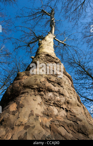 160 - Jahre alten Platanus × Acerifolia (Hybrid-Ebene) Baum im Winter bei Château de Malmaison, Rueil-Malmaison, Frankreich Stockfoto