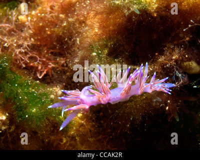 Flabellina Nacktschnecken im Mittelmeer Stockfoto