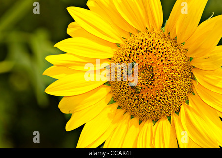 Die gelben Sonnenblume ist durch Bienen bestäubt. Stockfoto