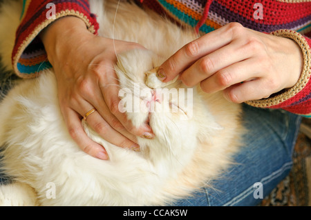 Behandlung der Katze. Der Tierarzt wischt die Augen einer Katze Stockfoto