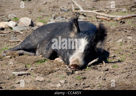 Norwegen, Nordland, lofoten Archipel, borgelva. lofotr Viking Museum & open air Historic Site, Hog. Stockfoto