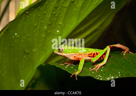 grünen Laubfrosch kriechen auf Blatt im tropischen Regenwald. Schöne Amphibien mit leuchtenden Farben in der Nacht im Dschungel. Stockfoto