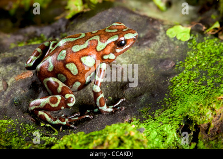 Goldene Pfeilgiftfrosch Dendrobates Auratus, Regenwald Panama Bronze morph Stockfoto