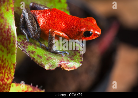 Pfeilgiftfrosch auf Blatt im mittelamerikanischen Regenwald an Grenze zu Panama und Costa Rica, Oophaga Pumi sitzen Stockfoto