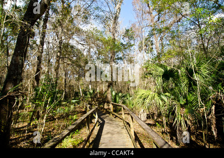 Big Tree Park Promenade durch Wald und Haus der Senator Welt Rekord Zypresse Zypresse, Longwood, FL Stockfoto