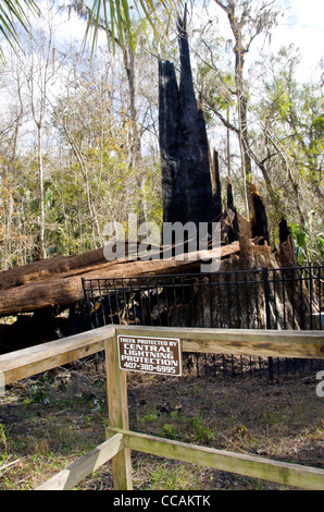 Der Senator Sumpfzypresse brannte Baumstumpf und Blitzschutz unterzeichnen am Big Tree Park, Longwood, FL Stockfoto