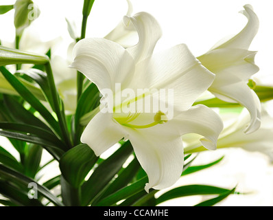 schöne weiße Lilie Blumen, Nahaufnahme Stockfoto