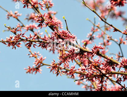 Östliche rote Knospe Baum in einem Frühling Stockfoto