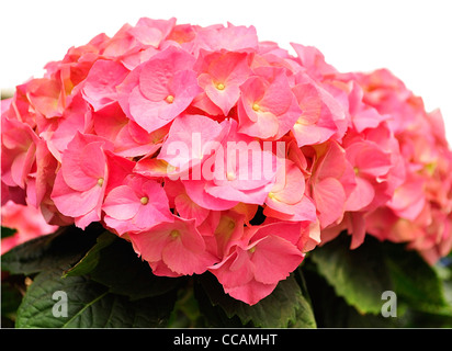 Rosa Blumen Hortensia, Nahaufnahme Stockfoto