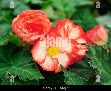 roten Begonien Blumen, Nahaufnahme Stockfoto