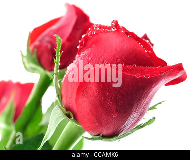 rote Rosen mit Wassertropfen, Nahaufnahme Stockfoto