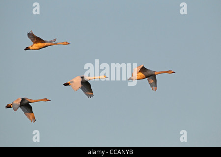 Eine Familiengruppe Zwergschwäne im Flug Stockfoto