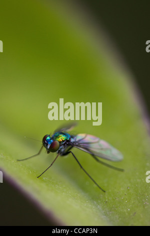 Langbeinige Fliege sitzt auf einem Blatt, Penonome, Cocle Provinz, Republik Panama Stockfoto