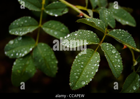 Regentropfen auf Hagebutten Blätter Stockfoto