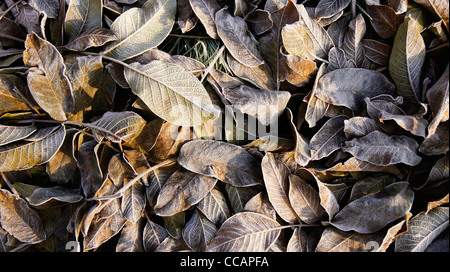 Walnuss Blätter mit frost auf dem Boden gefallen Stockfoto